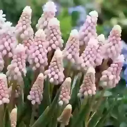 Pink Sunrise